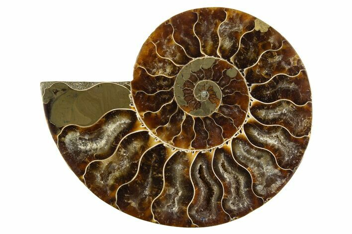 Cut & Polished Ammonite Fossil (Half) - Madagascar #310693